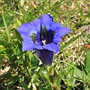 Southern Gentian _MG_1557